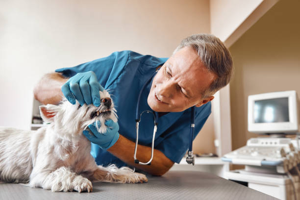 Best Same-Day Dentist Appointment  in Wesleyville, PA